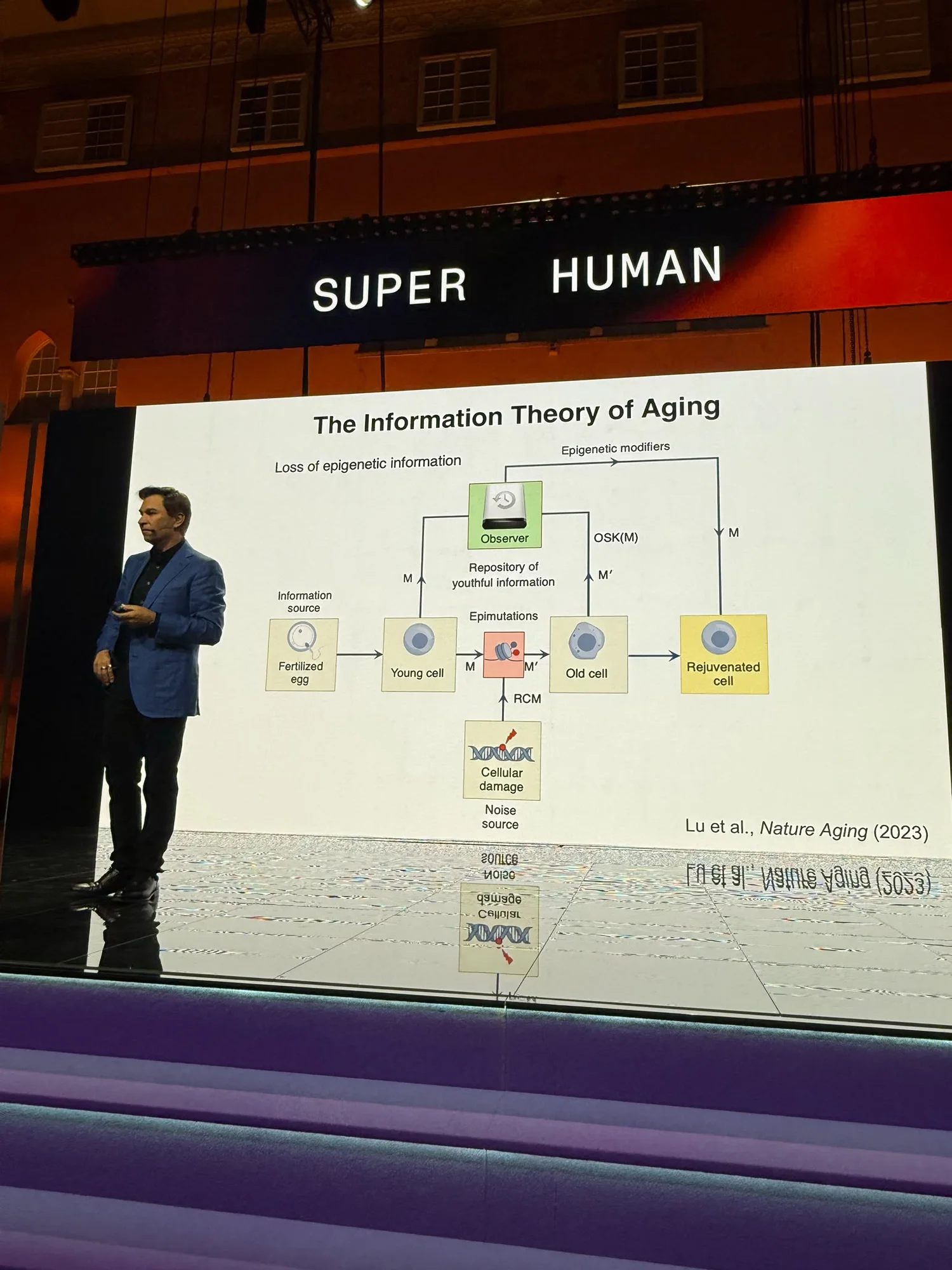 A stage slide titled The Information Theory of Aging, diagramming the loss of epigenetic information