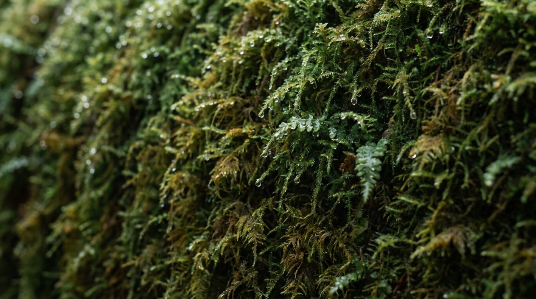 A wet moss wall, droplets caught at the tip of each frond